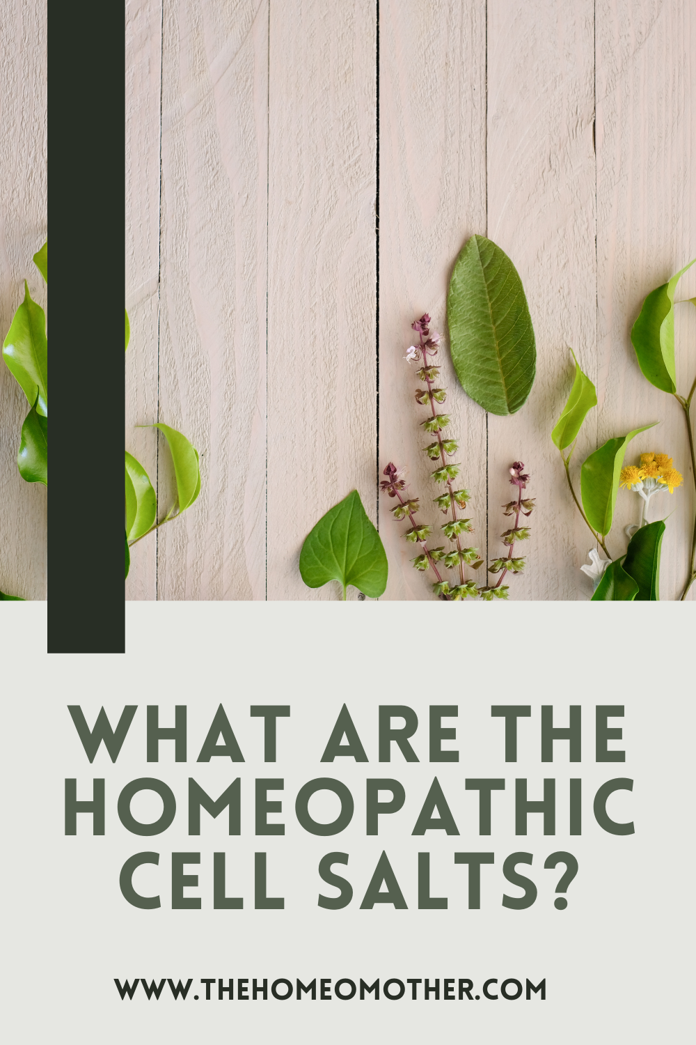 What are the Homeopathic Cell Salts?